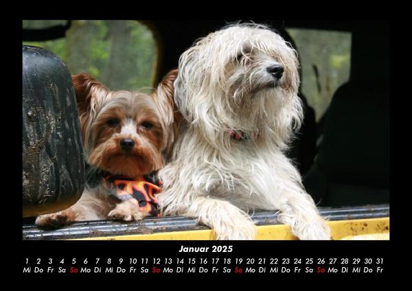 Produktbild: Hunde 2025 Fotokalender DIN A3