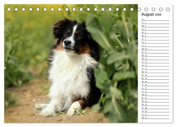 Produktbild: Australian Shepherd Tri Color (Tischkalender 2026 DIN A5 quer), CALVENDO Monatskalender