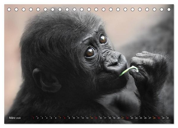 Produktbild: MENSCHENAFFENKINDER 2 (Tischkalender 2026 DIN A5 quer), CALVENDO Monatskalender