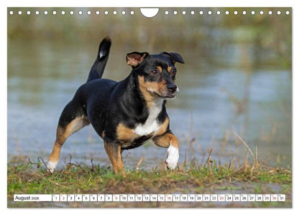 Produktbild: 100000 Volt auf vier Pfoten - Jack und Parson Russell Terrier (Wandkalender 2026 DIN A4 quer), CALVENDO Monatskalender