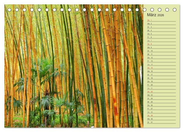 Produktbild: BAMBUS (Tischkalender 2026 DIN A5 quer), CALVENDO Monatskalender