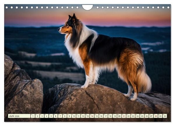 Produktbild: Traumhund Collie (Wandkalender 2026 DIN A4 quer), CALVENDO Monatskalender
