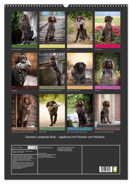 Produktbild: Deutsch Langhaar Butz - Jagdhund mit Passion und Herzblut (Wandkalender 2026 DIN A2 hoch), CALVENDO Monatskalender