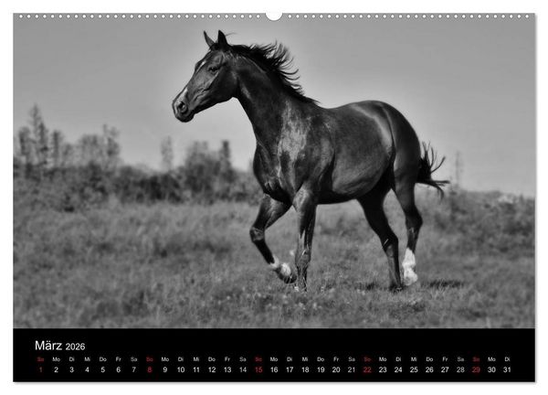Produktbild: Pferde 2026 Wild Thing (Wandkalender 2026 DIN A2 quer), CALVENDO Monatskalender