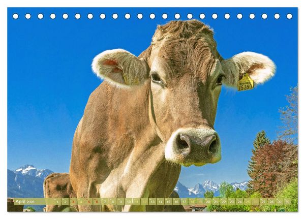 Produktbild: Kuh-Idylle: Suchen Sie die Ruhe in der Natur? (Tischkalender 2026 DIN A5 quer), CALVENDO Monatskalender