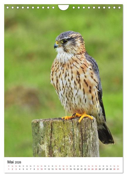 Produktbild: Adler, Eule und Co - Gefiederte J&auml;ger im Portrait (Wandkalender 2026 DIN A4 hoch), CALVENDO Monatskalender