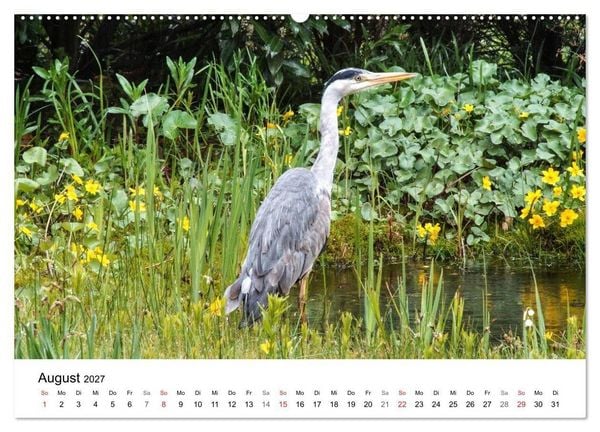 Produktbild: Paradies Naturgarten (Wandkalender 2027 DIN A2 quer), CALVENDO Monatskalender