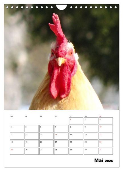 Produktbild: H&uuml;hner Terminplaner (Wandkalender 2026 DIN A4 hoch), CALVENDO Monatskalender