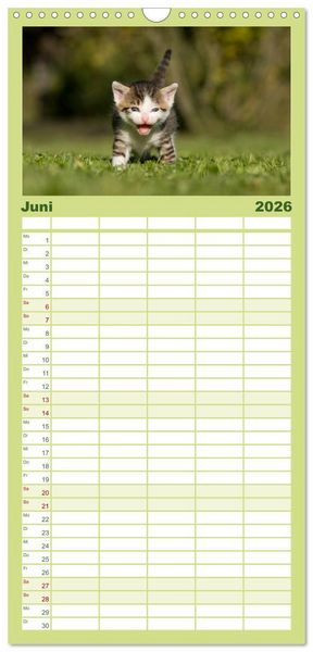 Produktbild: Familienplaner 2026 - L&auml;chelnd durchs Jahr - Katzenkinder -Familienplaner hoch mit 5 Spalten (Wandkalender, 21 x 45 cm) CALVENDO