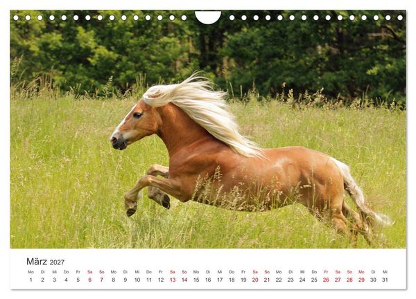 Produktbild: Haflinger - blonde Sch&ouml;nheiten (Wandkalender 2027 DIN A4 quer), CALVENDO Monatskalender