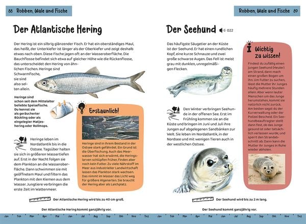 Produktbild: Was lebt an Strand und K&uuml;ste? Kindernaturf&uuml;hrer