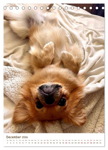 Produktbild: Sassy, fluffy, fabulous &ndash; A year of Pekingese charm (Desk Calendar 2026 DIN A5 portrait), CALVENDO 12 Month DeskCalendar