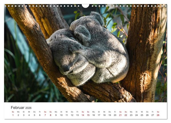 Produktbild: Knuffige Koalab&auml;ren (Wandkalender 2026 DIN A3 quer), CALVENDO Monatskalender
