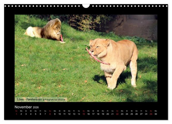 Produktbild: Wildtiere (Wandkalender 2026 DIN A3 quer), CALVENDO Monatskalender