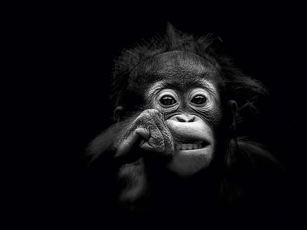 Produktbild: CALVENDO Puzzle Junger Orang Utan 1000 Teile Puzzle quer | 1000 Teile Lege-Gr&ouml;&szlig;e 64 &times; 48 cm Foto-Puzzle f&uuml;r gl&uuml;ckliche Stunden