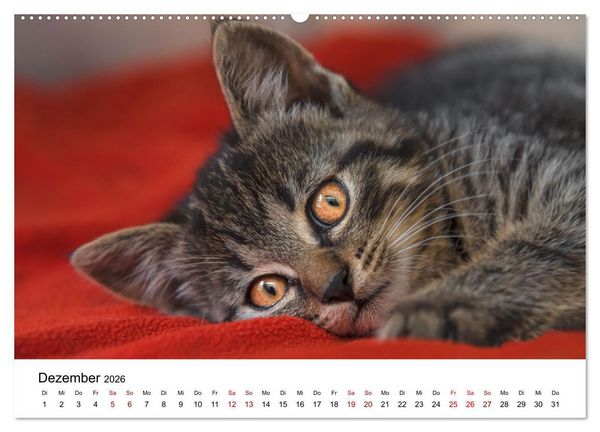 Produktbild: Katzenbabys (Wandkalender 2026 DIN A2 quer), CALVENDO Monatskalender