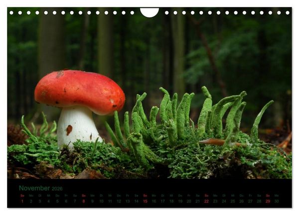 Produktbild: Im Reich der Pilze (Wandkalender 2026 DIN A4 quer), CALVENDO Monatskalender