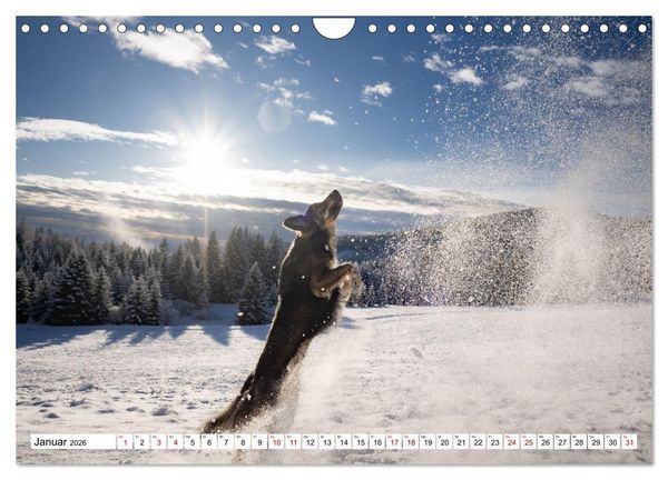 Produktbild: Ein Hundejahr in Bildern (Wandkalender 2026 DIN A4 quer), CALVENDO Monatskalender