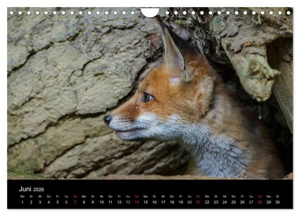 Produktbild: F&uuml;chse in freier Natur (Wandkalender 2026 DIN A4 quer), CALVENDO Monatskalender