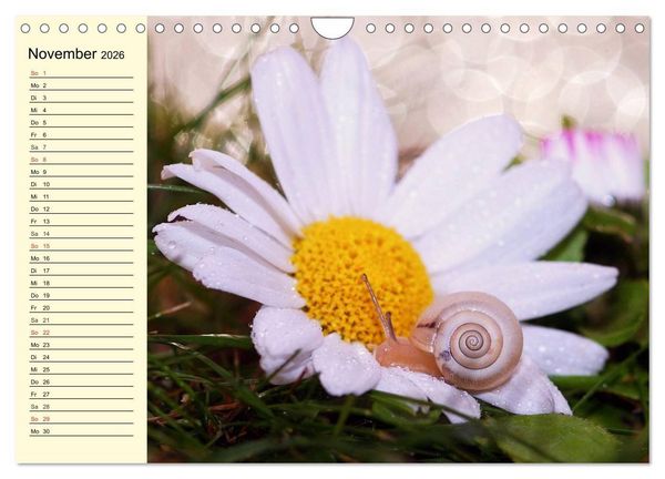 Produktbild: Schnecken. Witzige Schleimer (Wandkalender 2026 DIN A4 quer), CALVENDO Monatskalender