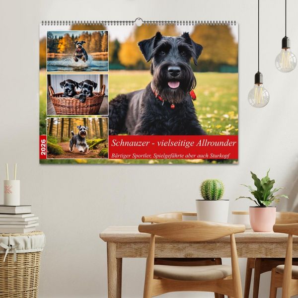 Produktbild: Schnauzer - vielseitige Allrounder (Wandkalender 2026 DIN A2 quer), CALVENDO Monatskalender