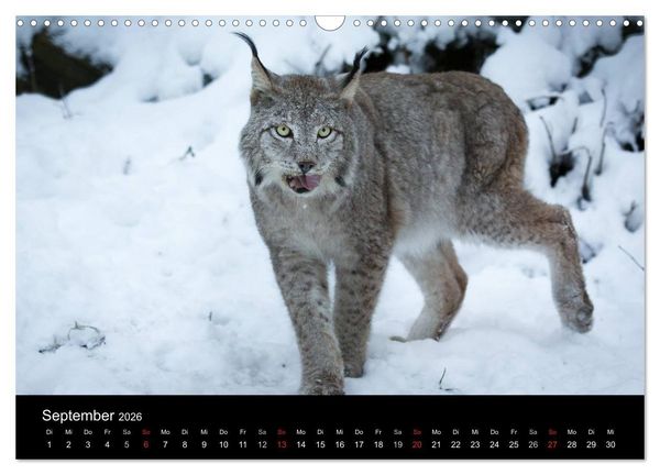 Produktbild: Luchse - Europas gr&ouml;&szlig;te Katzen (Wandkalender 2026 DIN A3 quer), CALVENDO Monatskalender