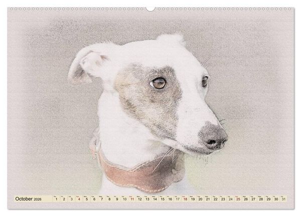 Produktbild: Whippets 2026 (High Quality Premium Wall Calendar 2026 DIN A2 landscape),CALVENDO 12 Month Wall Calendar