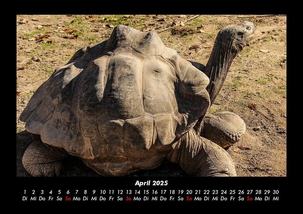 Produktbild: Schildkr&ouml;tenzauber 2025 Fotokalender DIN A3
