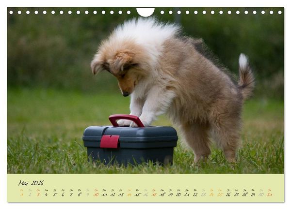 Produktbild: Collie Welpen zum Verlieben (Wandkalender 2026 DIN A4 quer), CALVENDO Monatskalender