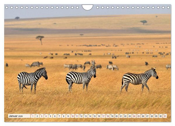 Produktbild: Faszination Afrika: Zebras (Wandkalender 2026 DIN A4 quer), CALVENDO Monatskalender