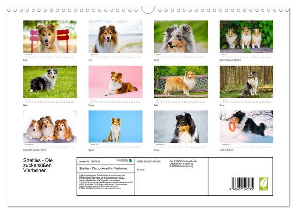 Produktbild: Shelties - Die zuckers&uuml;&szlig;en Vierbeiner. (Wandkalender 2026 DIN A3 quer), CALVENDO Monatskalender