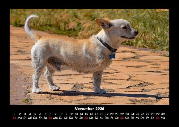 Produktbild: Hunde 2026 Fotokalender DIN A3