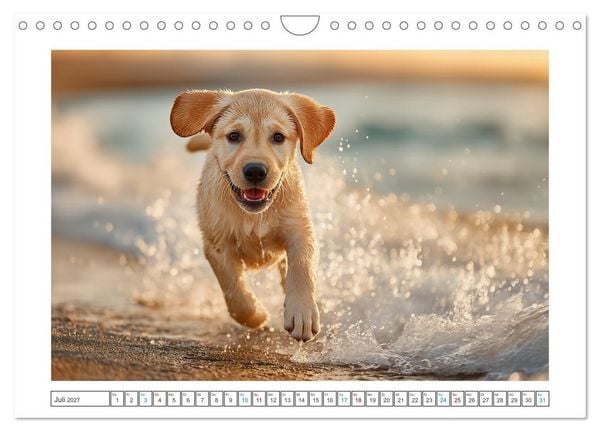 Produktbild: Labrador Liebe (Wandkalender 2027 DIN A4 quer), CALVENDO Monatskalender