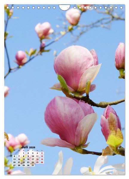 Produktbild: Magnolien Ein Fr&uuml;hlingstraum (Wandkalender 2026 DIN A4 hoch), CALVENDO Monatskalender