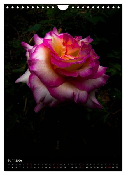 Produktbild: Gartenrosen (Wandkalender 2026 DIN A4 hoch), CALVENDO Monatskalender