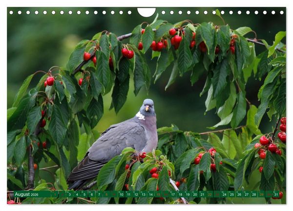 Produktbild: Ringeltauben (Wandkalender 2026 DIN A4 quer), CALVENDO Monatskalender