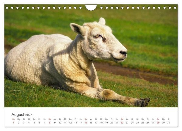 Produktbild: Eiderstedt Impressionen (Wandkalender 2027 DIN A4 quer), CALVENDO Monatskalender