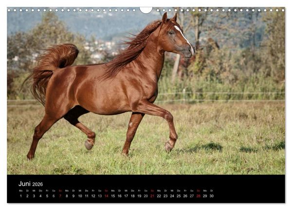 Produktbild: Pferdekalender (Wandkalender 2026 DIN A3 quer), CALVENDO Monatskalender