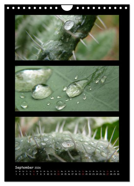 Produktbild: ZAUBERWELT DER BLUMEN - EISKRISTALLE & WASSERPERLEN (Wandkalender 2026 DIN A4 hoch), CALVENDO Monatskalender