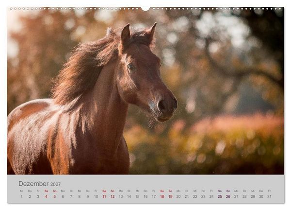 Produktbild: Pferde - Anmut, Eleganz, Magie (hochwertiger Premium Wandkalender 2027 DIN A2 quer), Kunstdruck in Hochglanz