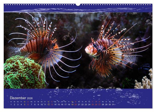 Produktbild: Korallenfische im Lichtschimmer des Meeres (hochwertiger Premium Wandkalender 2026 DIN A2 quer), Kunstdruck in Hochglanz