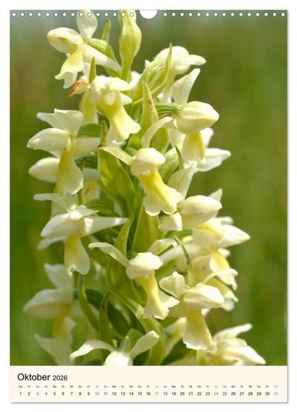 Produktbild: Einheimische Orchideen (Wandkalender 2026 DIN A3 hoch), CALVENDO Monatskalender
