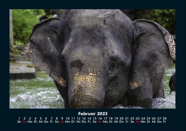 Produktbild: Elefanten - Die sanften Riesen Afrikas 2025 Fotokalender DIN A4
