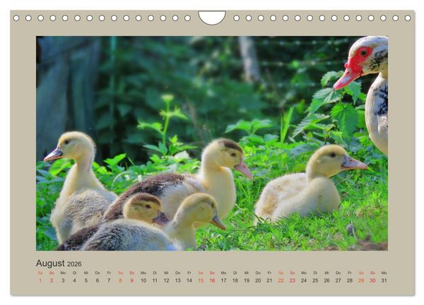 Produktbild: Wer schnattert und gackert denn da? - K&uuml;ken-Edition (Wandkalender 2026 DIN A4 quer), CALVENDO Monatskalender