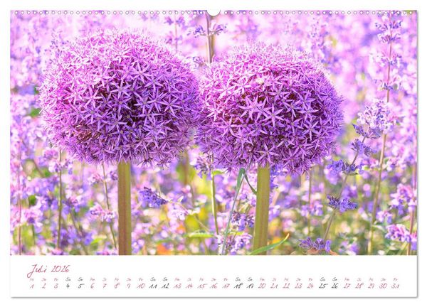 Produktbild: Bl&uuml;tentr&auml;ume in violett und pink (Wandkalender 2026 DIN A2 quer), CALVENDO Monatskalender