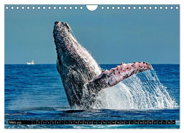 Produktbild: Big Five aus dem Ozean Hai, Delphin, Wal, Robbe, Pinguin (Wandkalender 2026 DIN A4 quer), CALVENDO Monatskalender