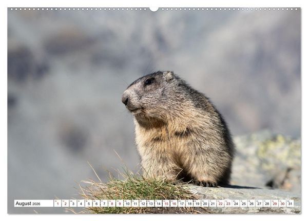Produktbild: Unterwegs in den Hochalpen - Das Alpenmurmeltier im Herbst (Wandkalender 2026 DIN A2 quer), CALVENDO Monatskalender