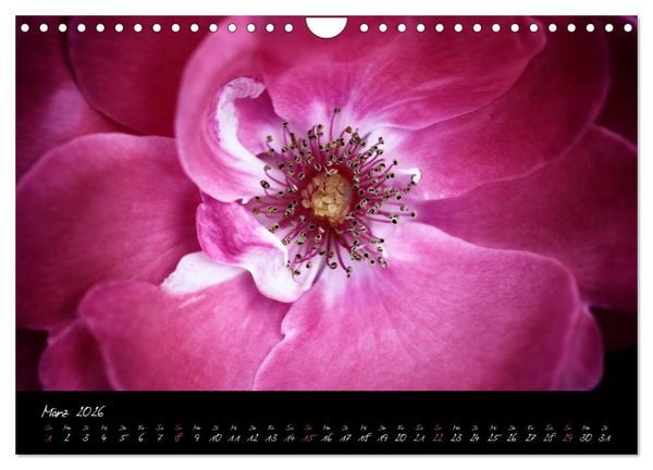 Produktbild: Floral Portraits - Blumen Impression (Wandkalender 2026 DIN A4 quer), CALVENDO Monatskalender