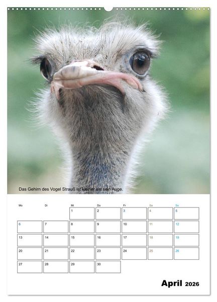 Produktbild: Liebenswerte Landtiere (Wandkalender 2026 DIN A2 hoch), CALVENDO Monatskalender