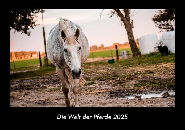 Produktbild: Die Welt der Pferde 2025 Fotokalender DIN A3
